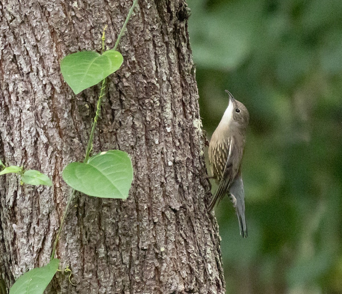 White-throated Treecreeper - ML638247796