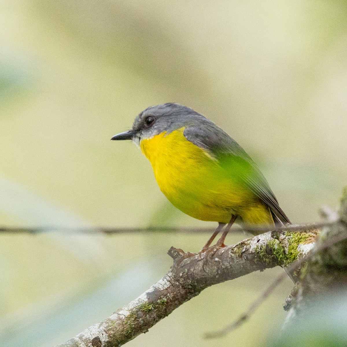 Eastern Yellow Robin - ML638247804