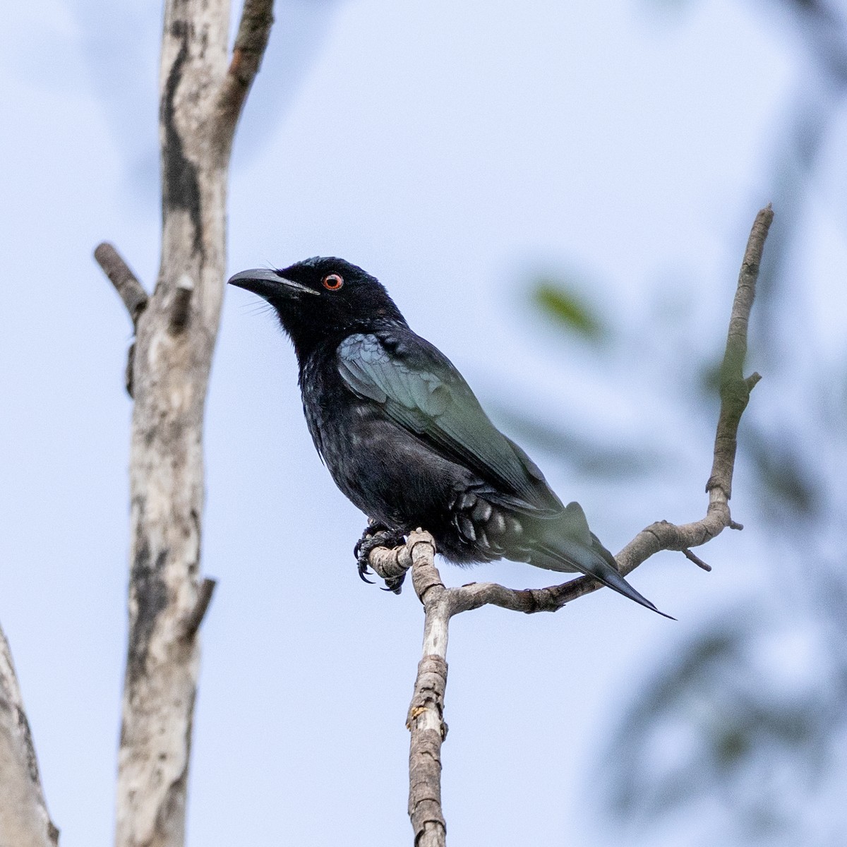 Spangled Drongo - ML638247811