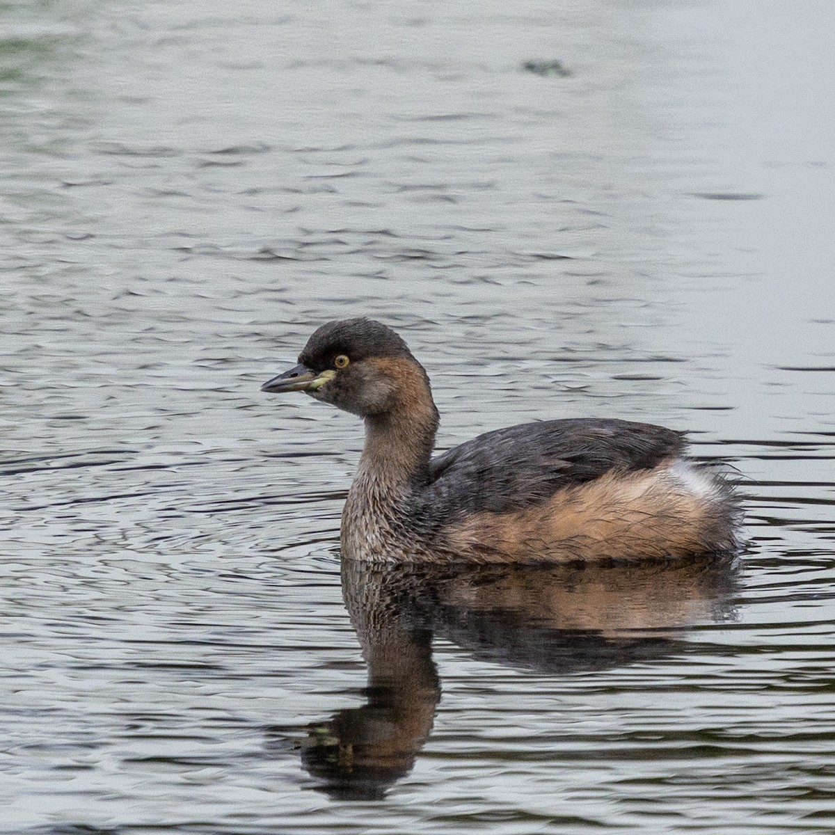 potápka australasijská - ML638247822