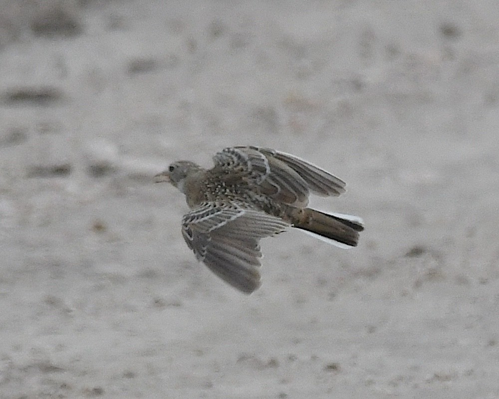 Vesper Sparrow - ML638247824
