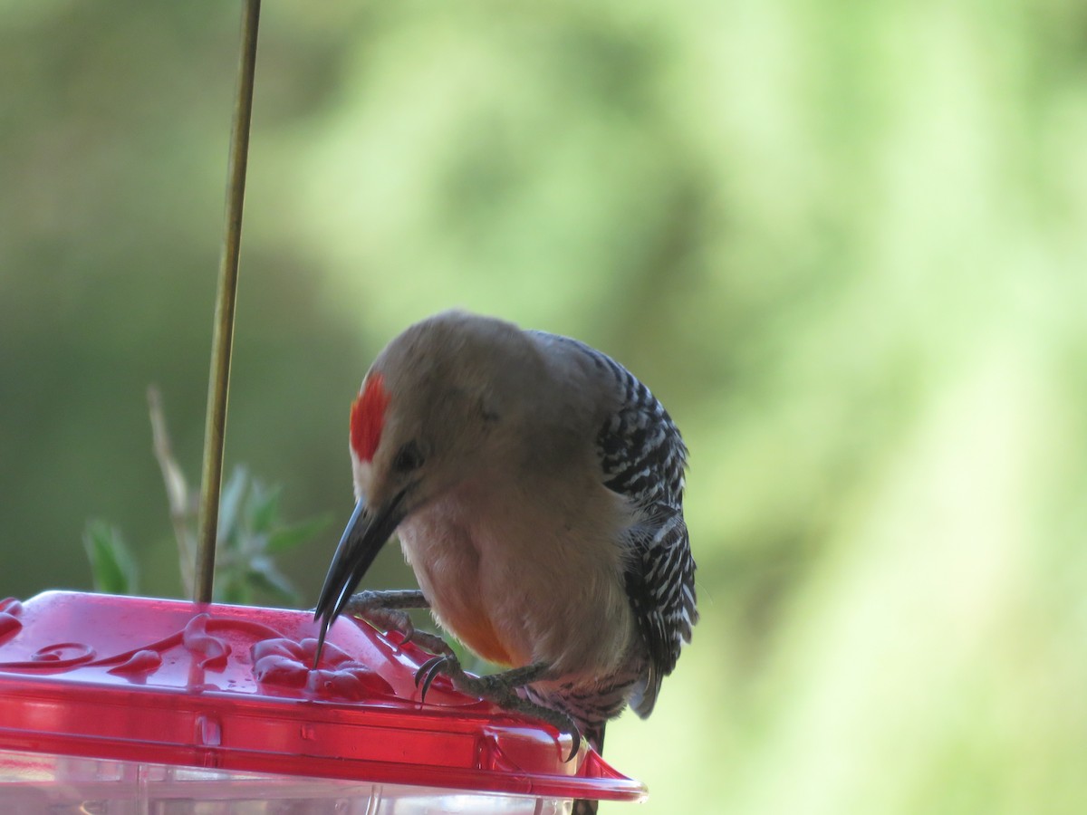 Gila Woodpecker - ML638247837