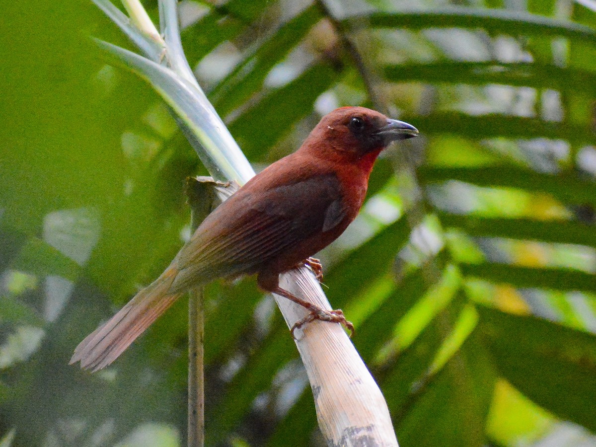 Red-throated Ant-Tanager (Salvin's) - ML638247843