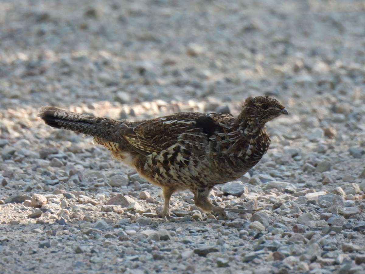 Ruffed Grouse - ML638247860