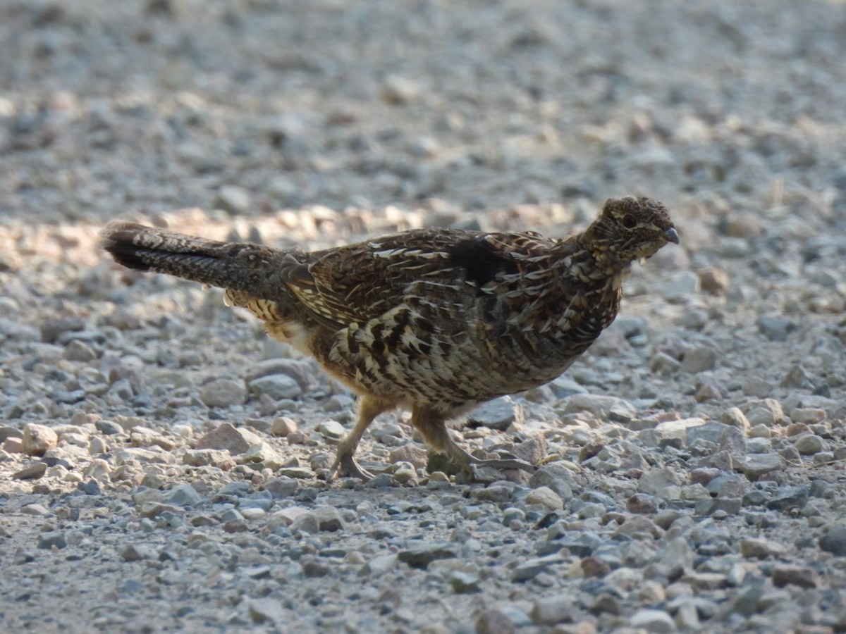 Ruffed Grouse - ML638247861