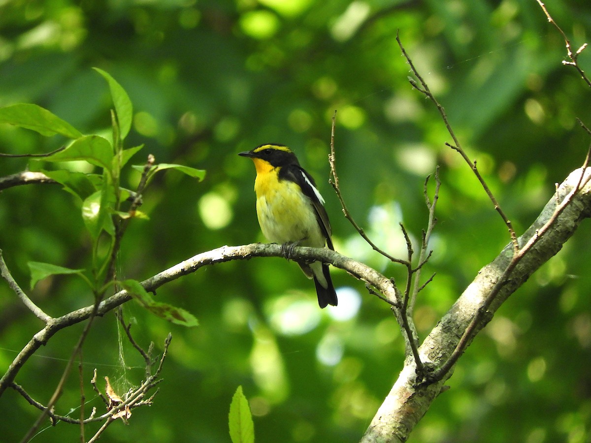 Narcissus Flycatcher - ML638247865
