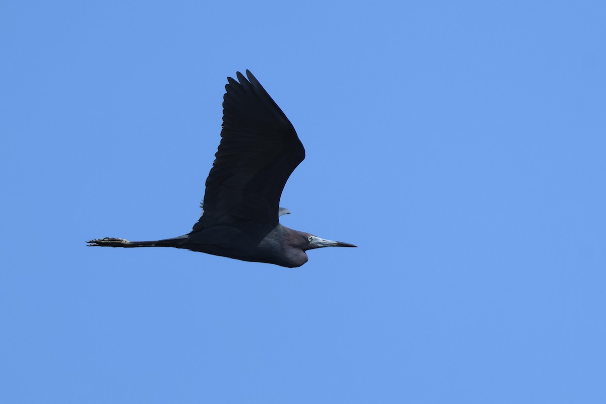 Little Blue Heron - ML638247889