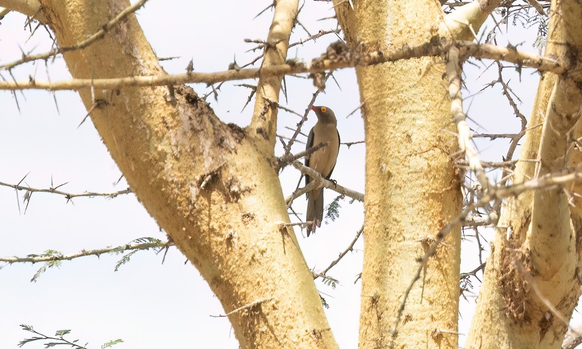 Red-billed Oxpecker - ML638247890