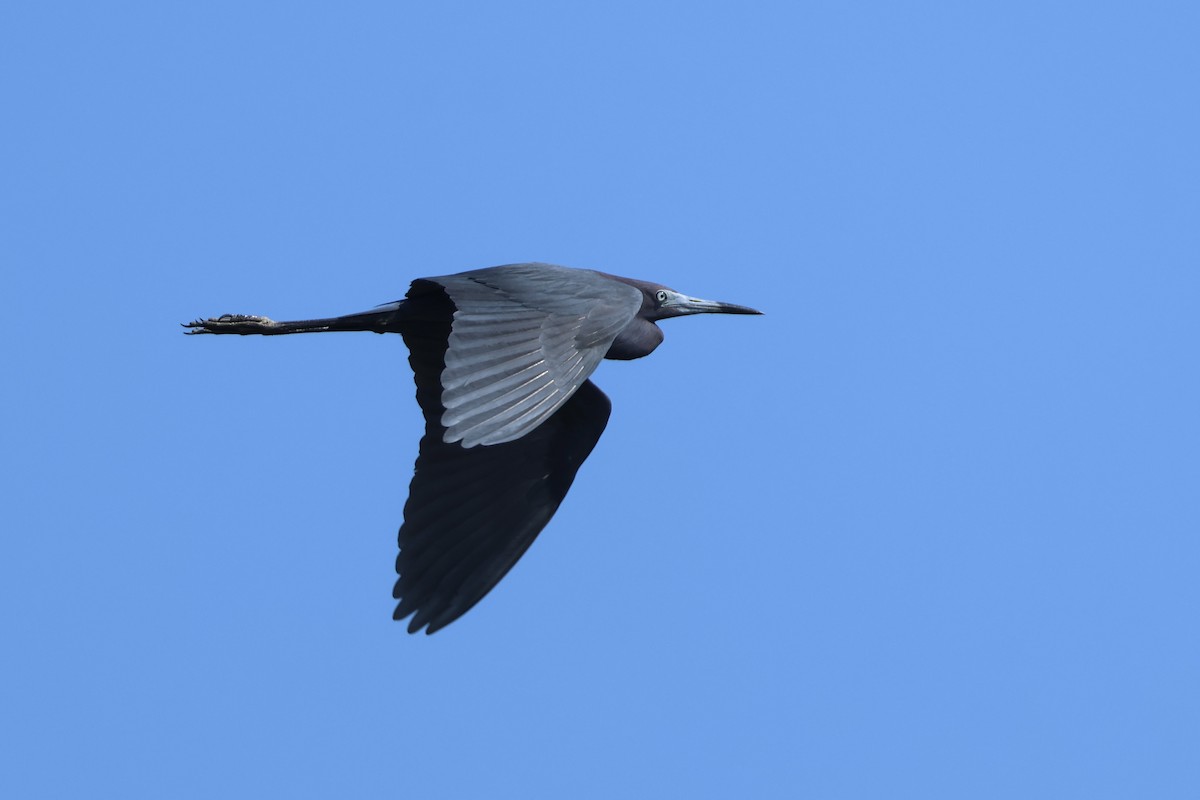 Little Blue Heron - ML638247891
