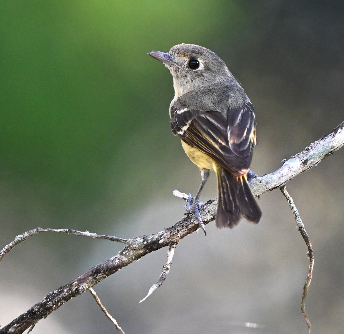 Hutton's Vireo - ML638247910