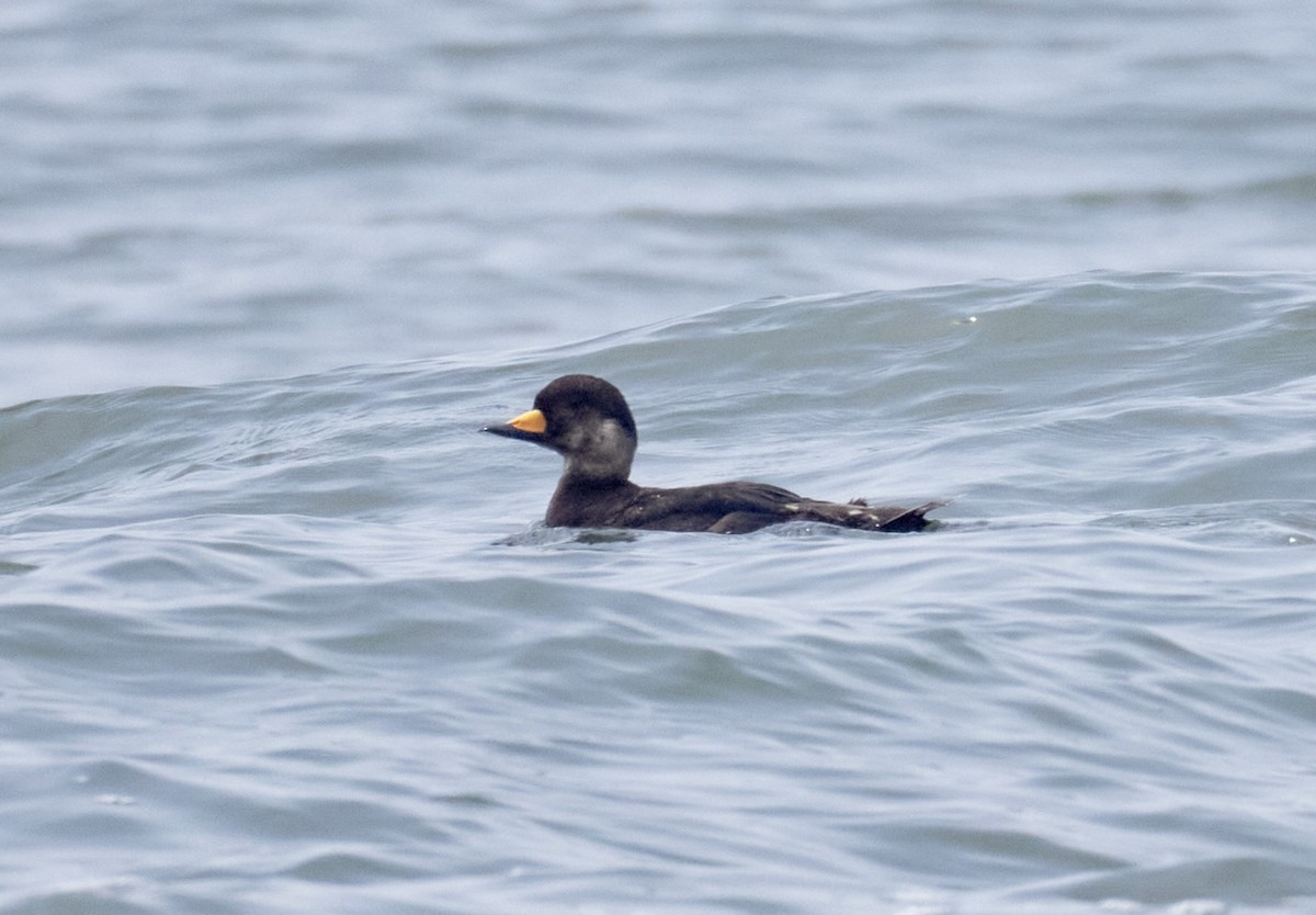 Black Scoter - ML638247929