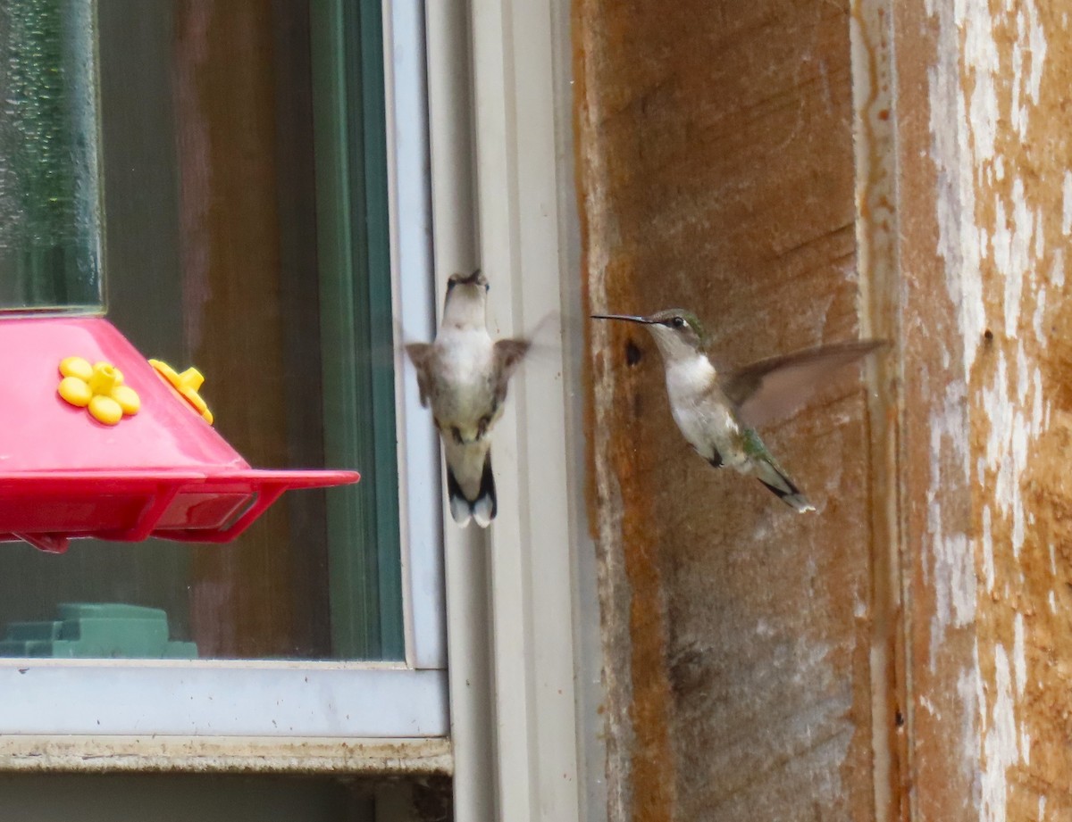 Colibri à gorge rubis - ML638247967