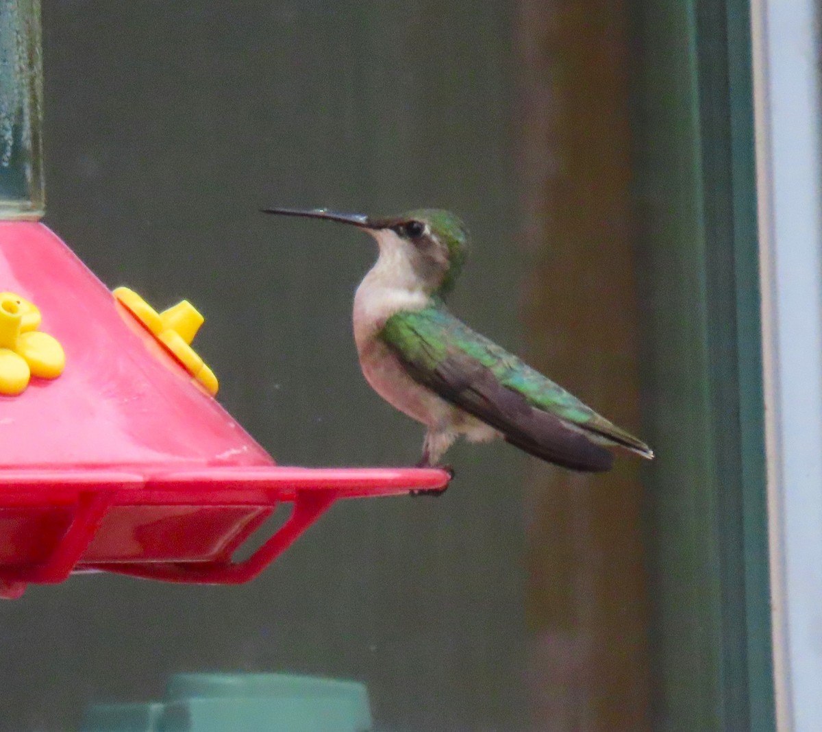 Colibri à gorge rubis - ML638247969