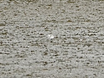Snowy Plover - ML638247972