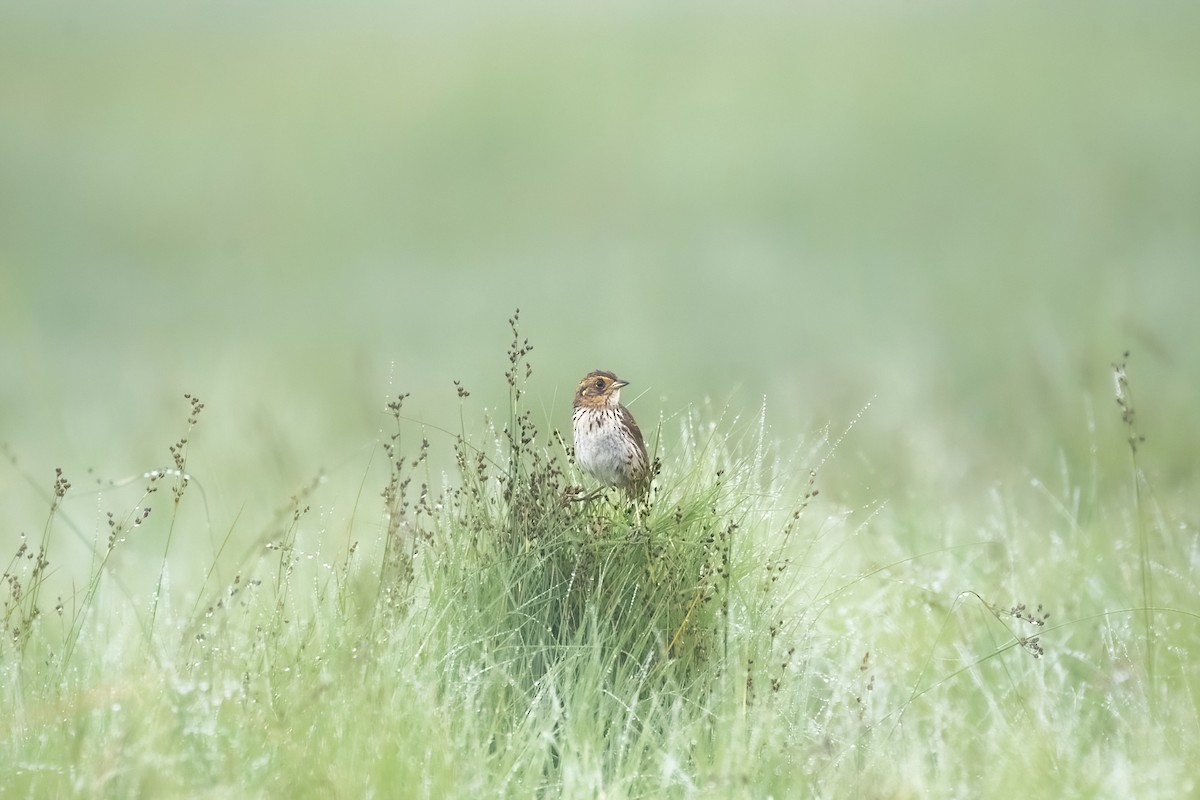 Saltmarsh Sparrow - ML638247983