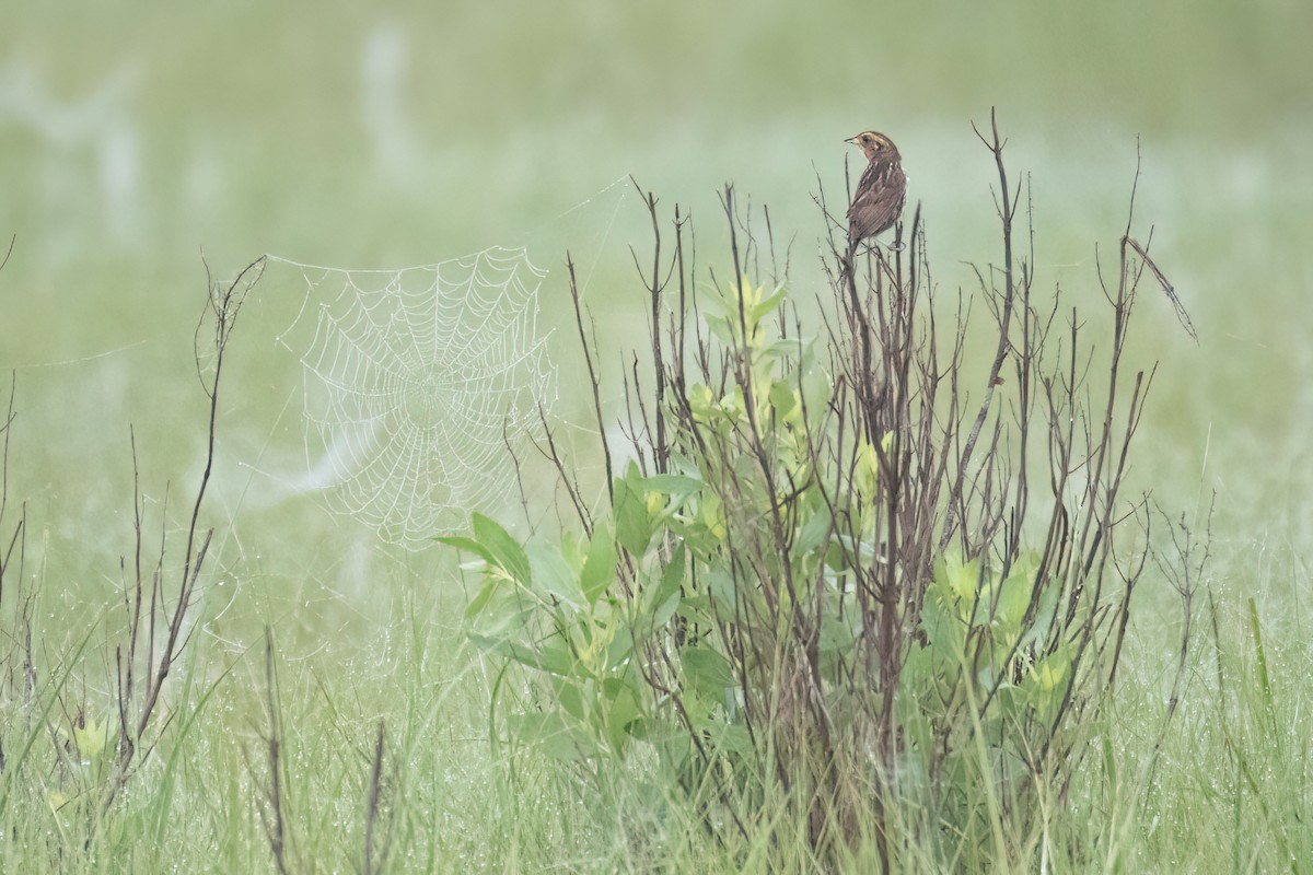 Saltmarsh Sparrow - ML638247984