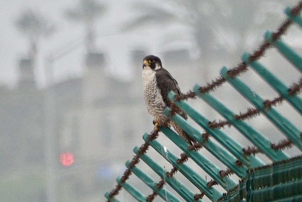 Peregrine Falcon - ML638247985