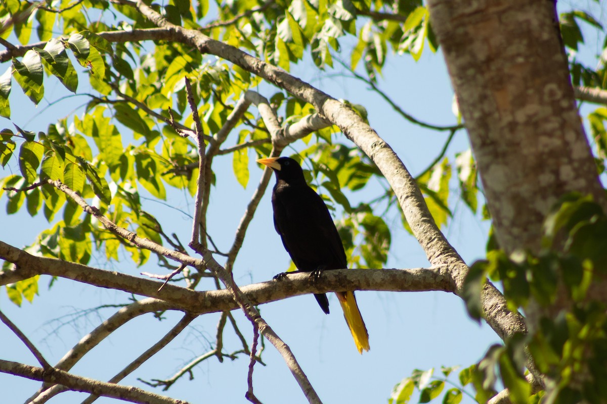 Crested Oropendola - ML638247986