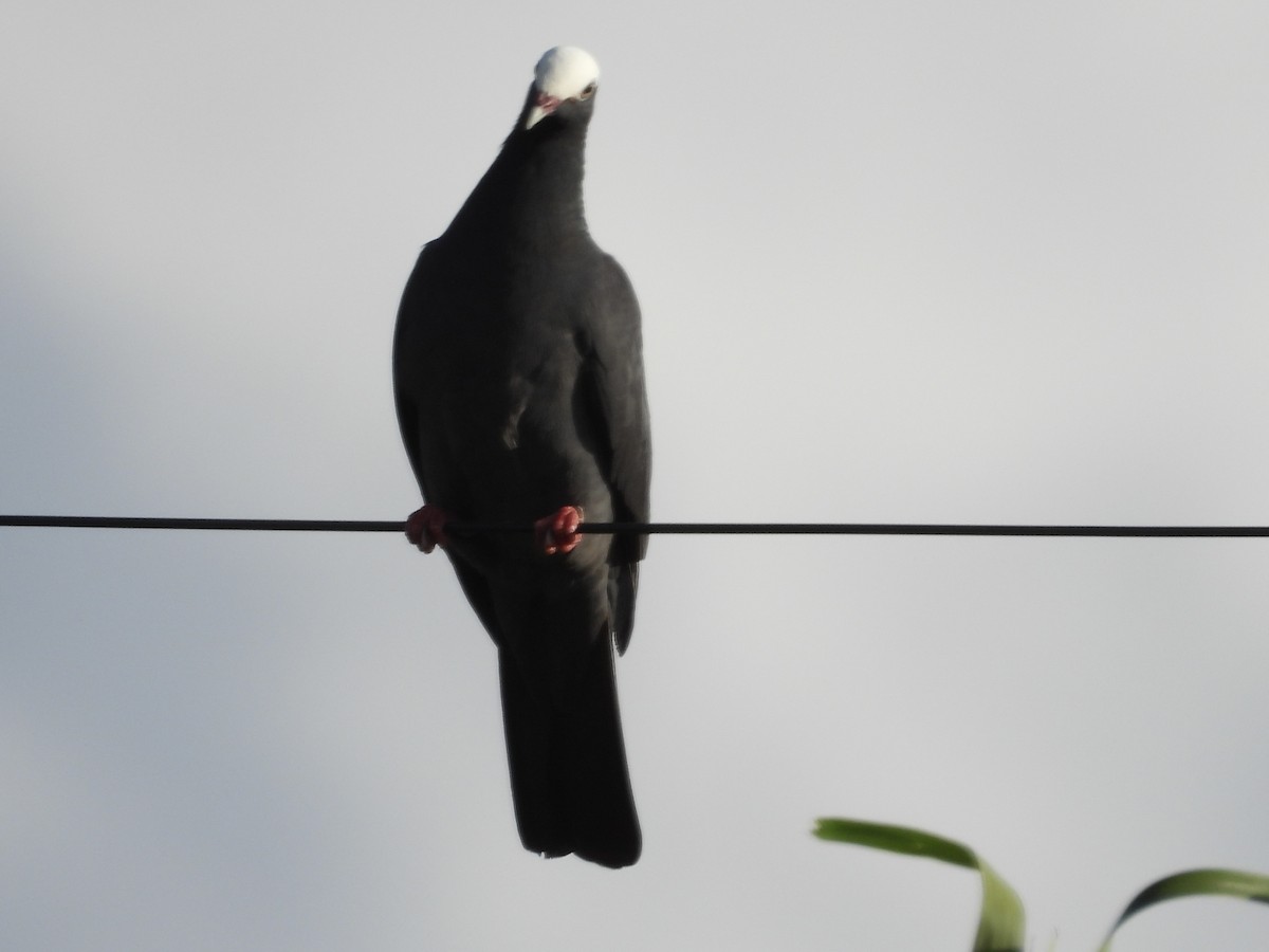 White-crowned Pigeon - ML638247988