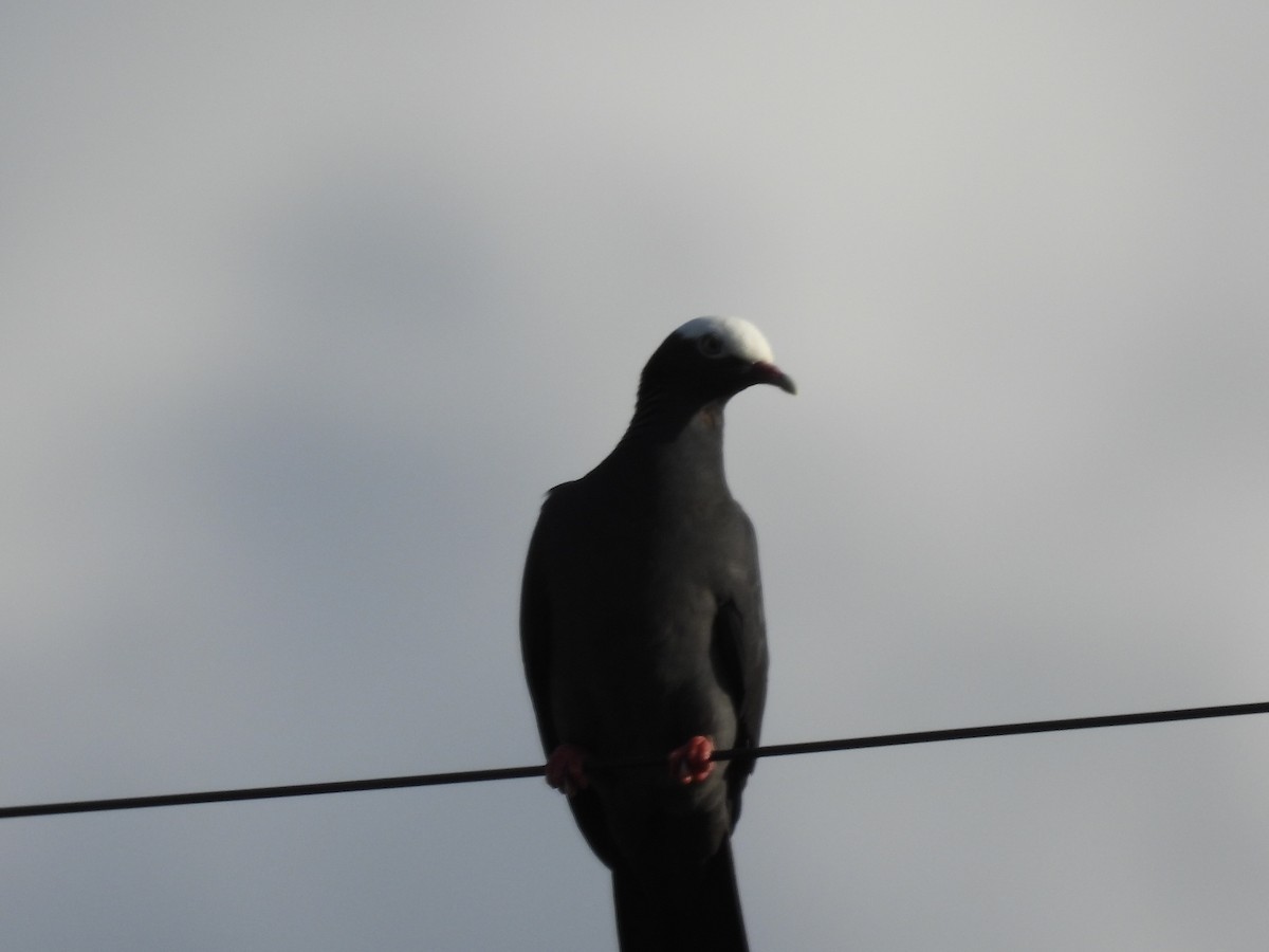 White-crowned Pigeon - ML638247989