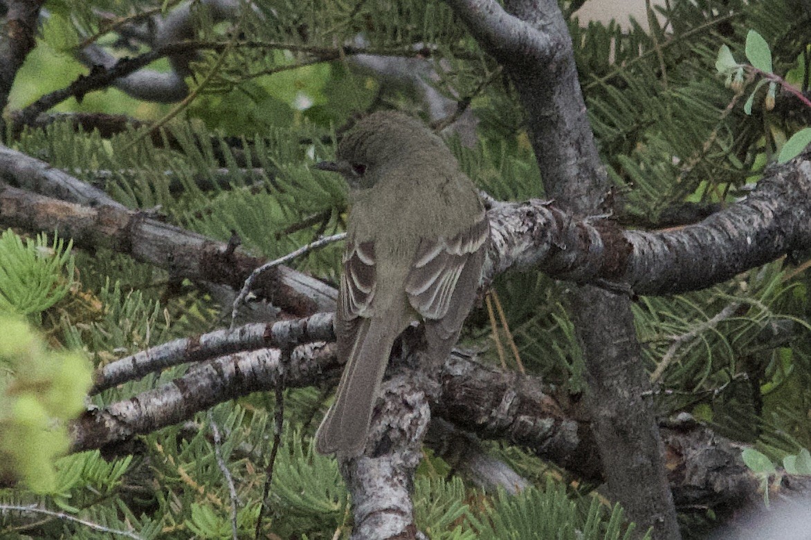 Empidonax sp. - ML638247993