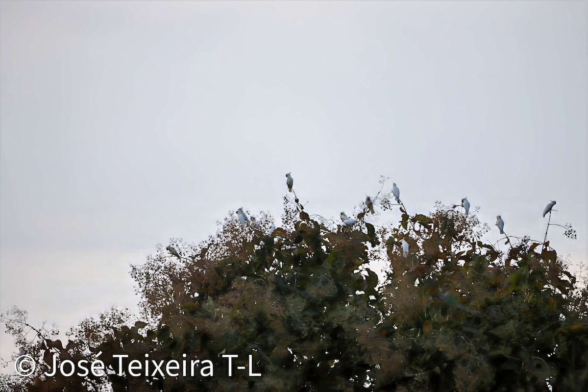 Yellow-crested Cockatoo - ML638247997