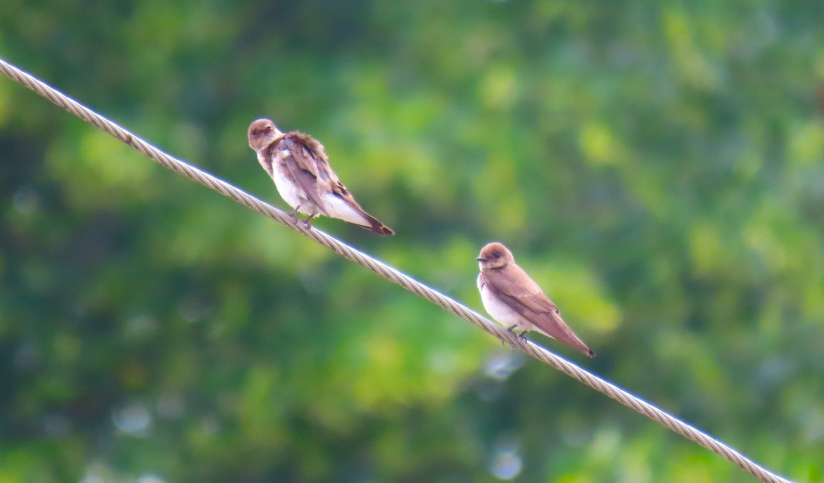 Hirondelle à ailes hérissées - ML638247998
