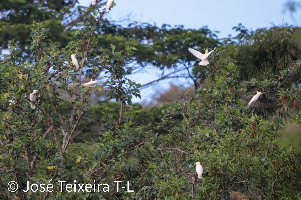 Yellow-crested Cockatoo - ML638248002