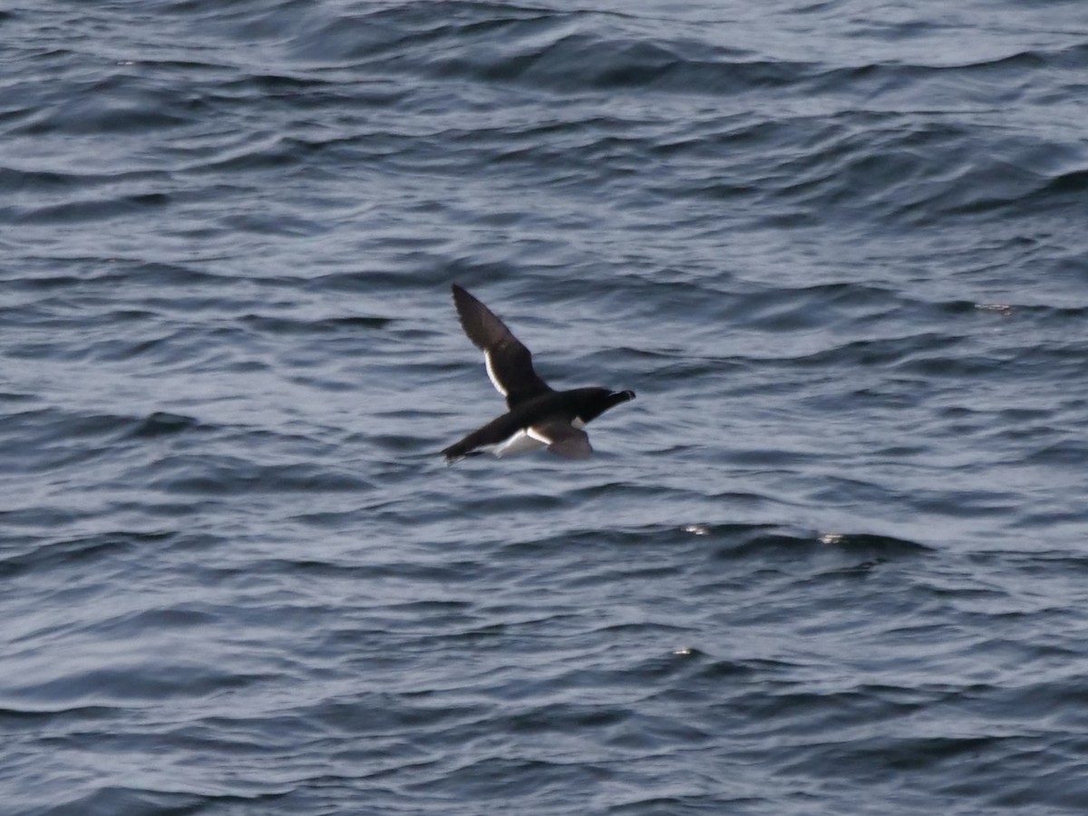 Razorbill - ML638248003