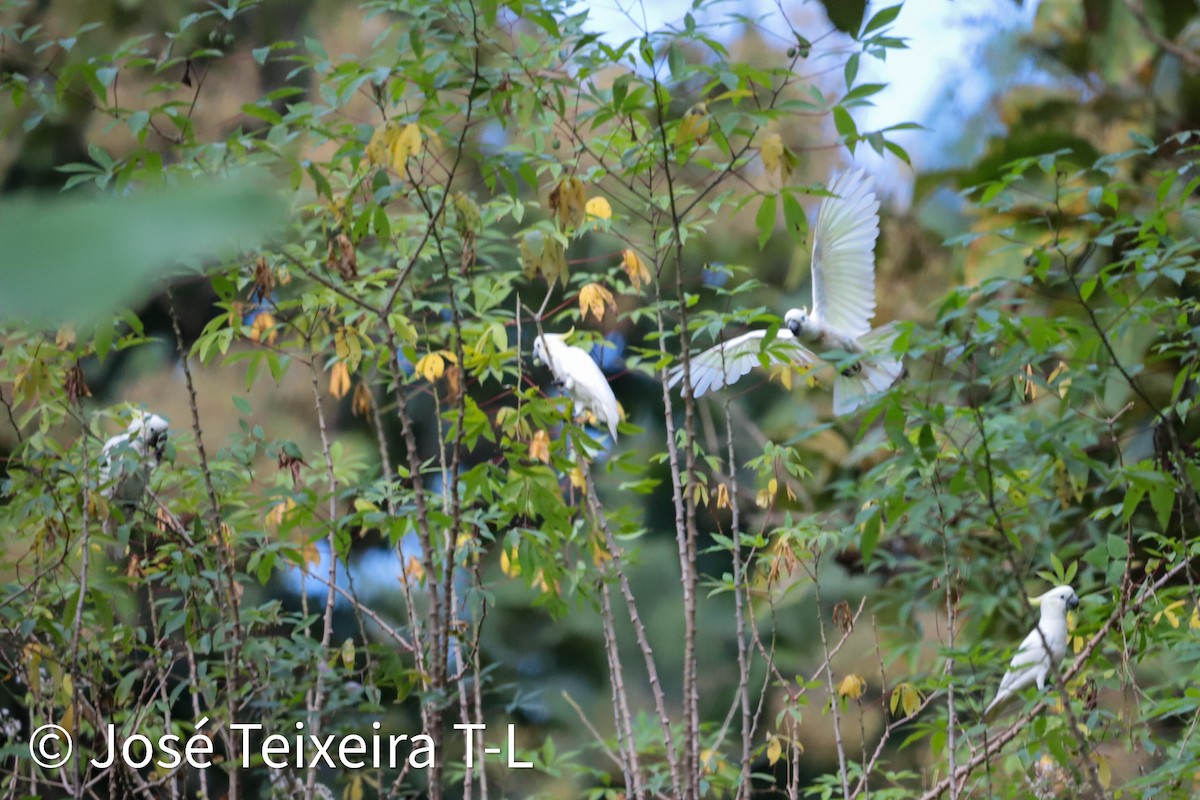 Yellow-crested Cockatoo - ML638248008