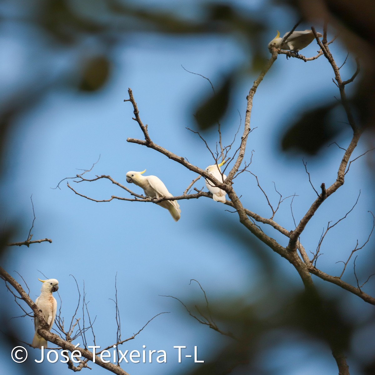 Yellow-crested Cockatoo - ML638248015