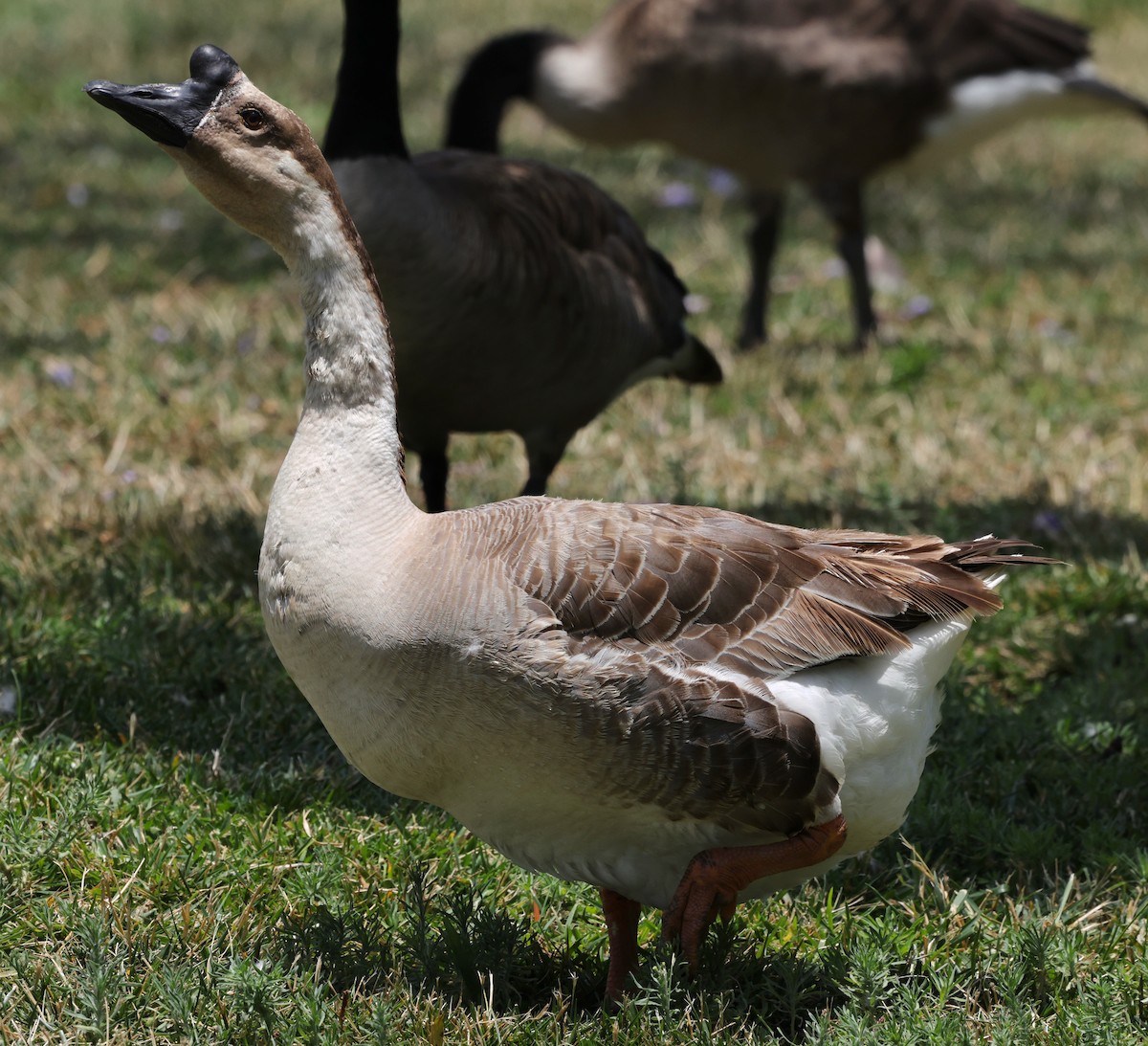 Domestic goose sp. (Domestic type) - ML638248063
