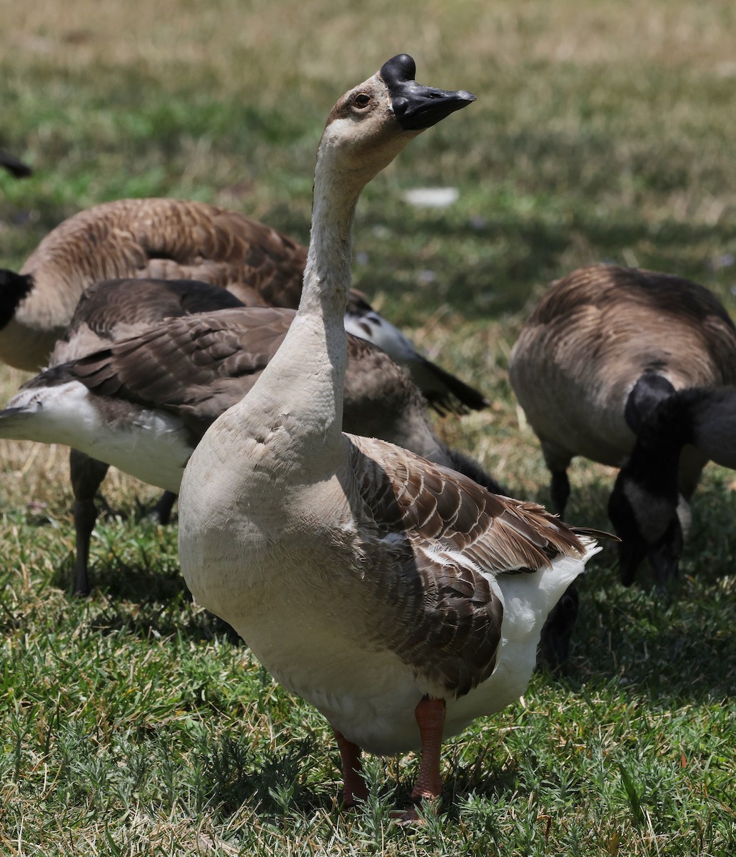 Domestic goose sp. (Domestic type) - ML638248071