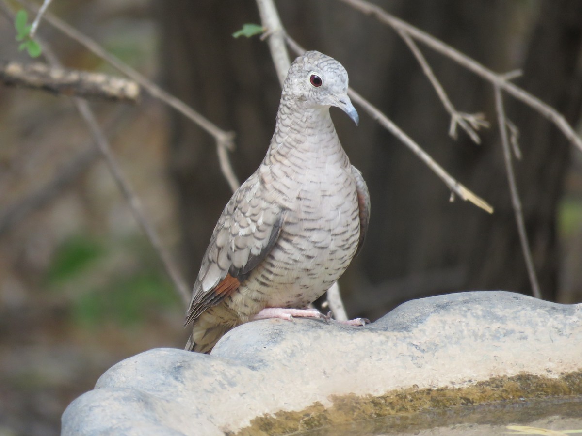 Inca Dove - ML638248073