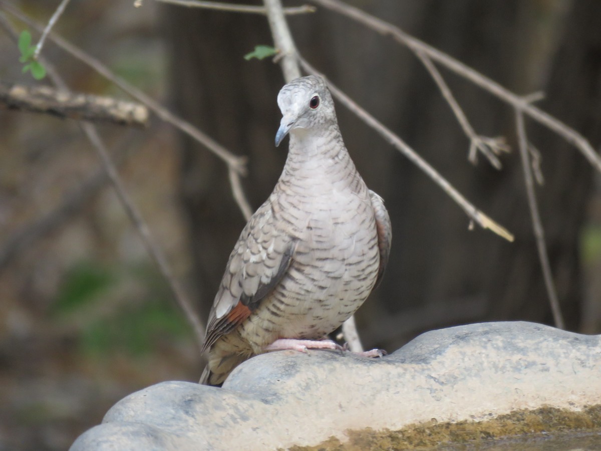 Inca Dove - ML638248074