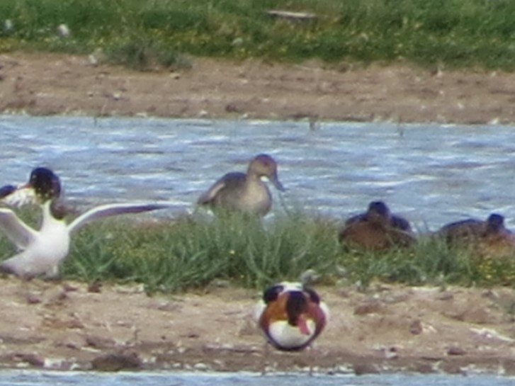 Northern Pintail - ML638248079