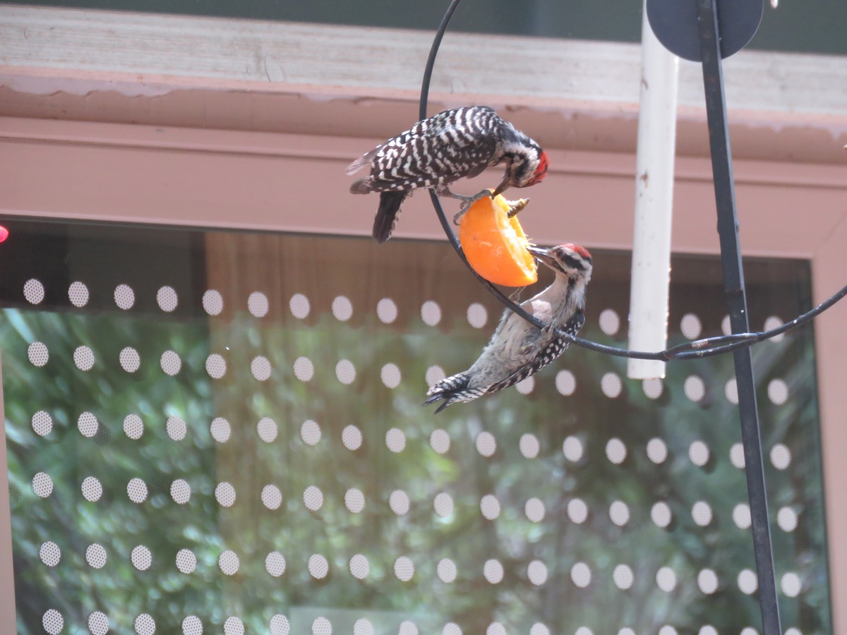 Ladder-backed Woodpecker - ML638248080
