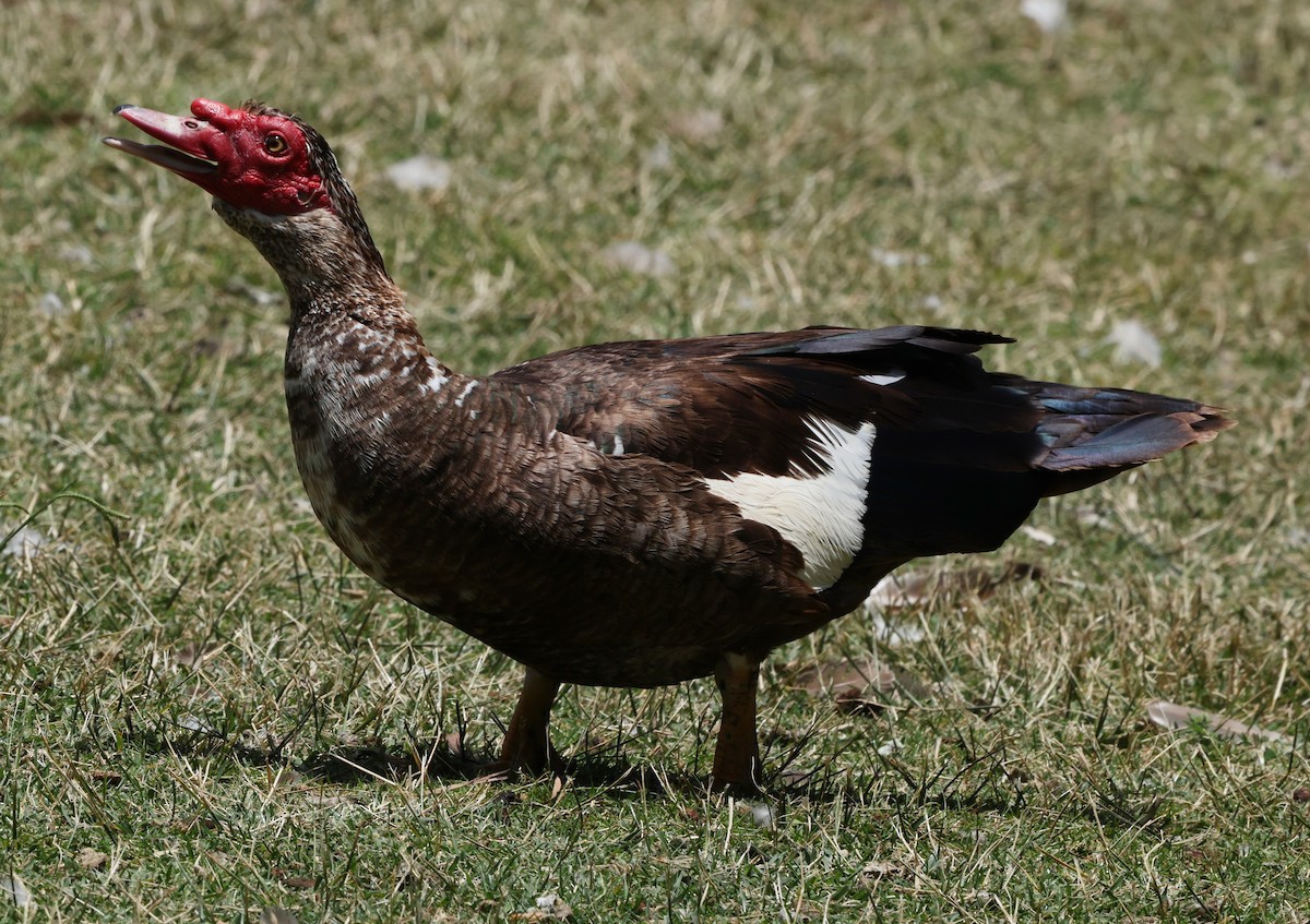 pižmovka americká (domestikovaná) - ML638248091