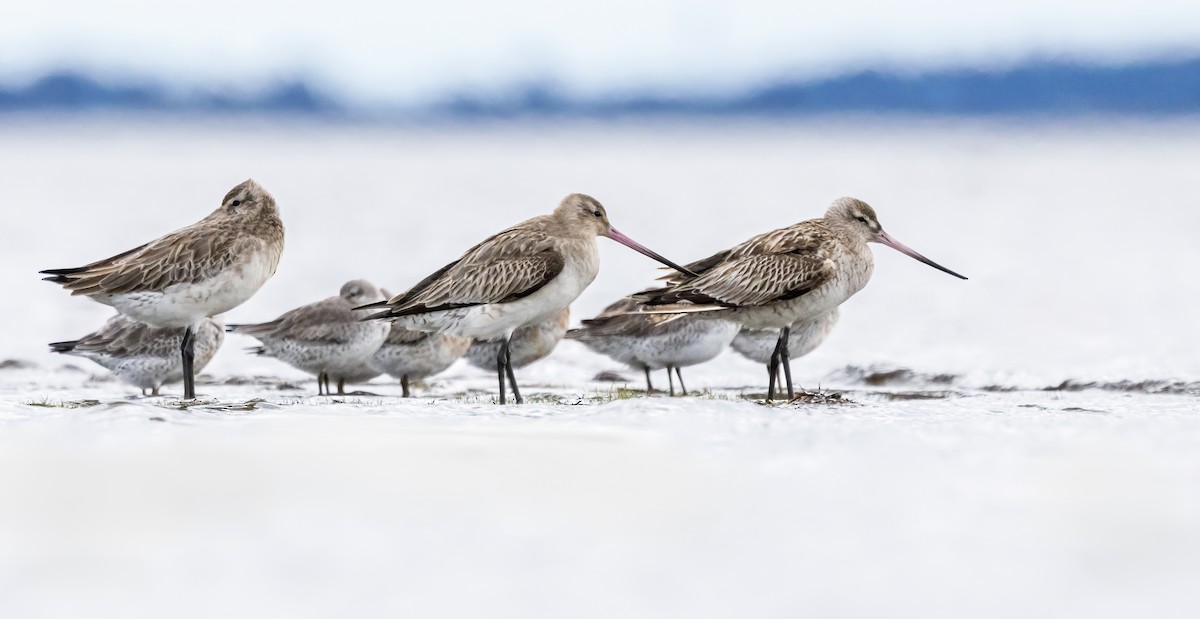 Red Knot - ML638248095