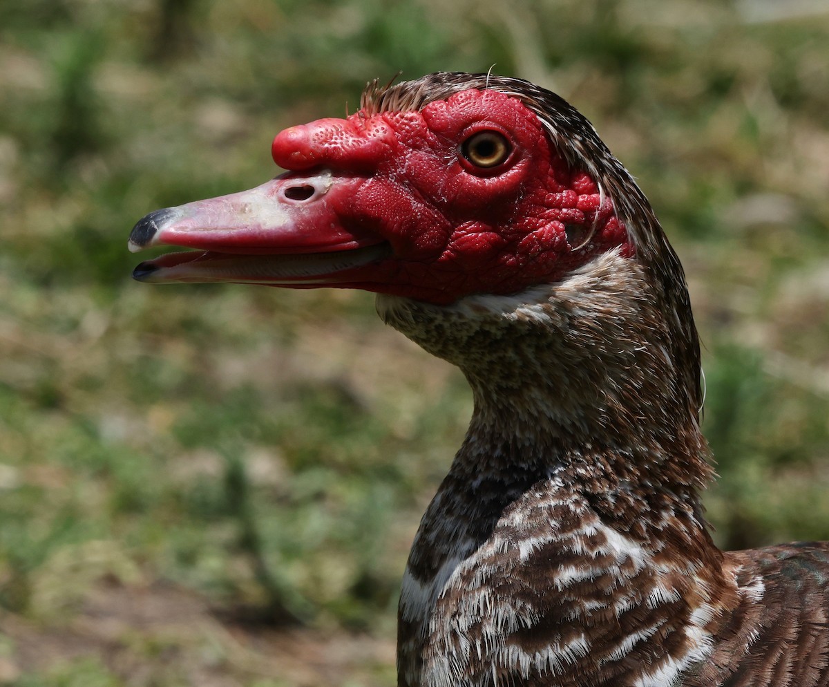 pižmovka americká (domestikovaná) - ML638248098