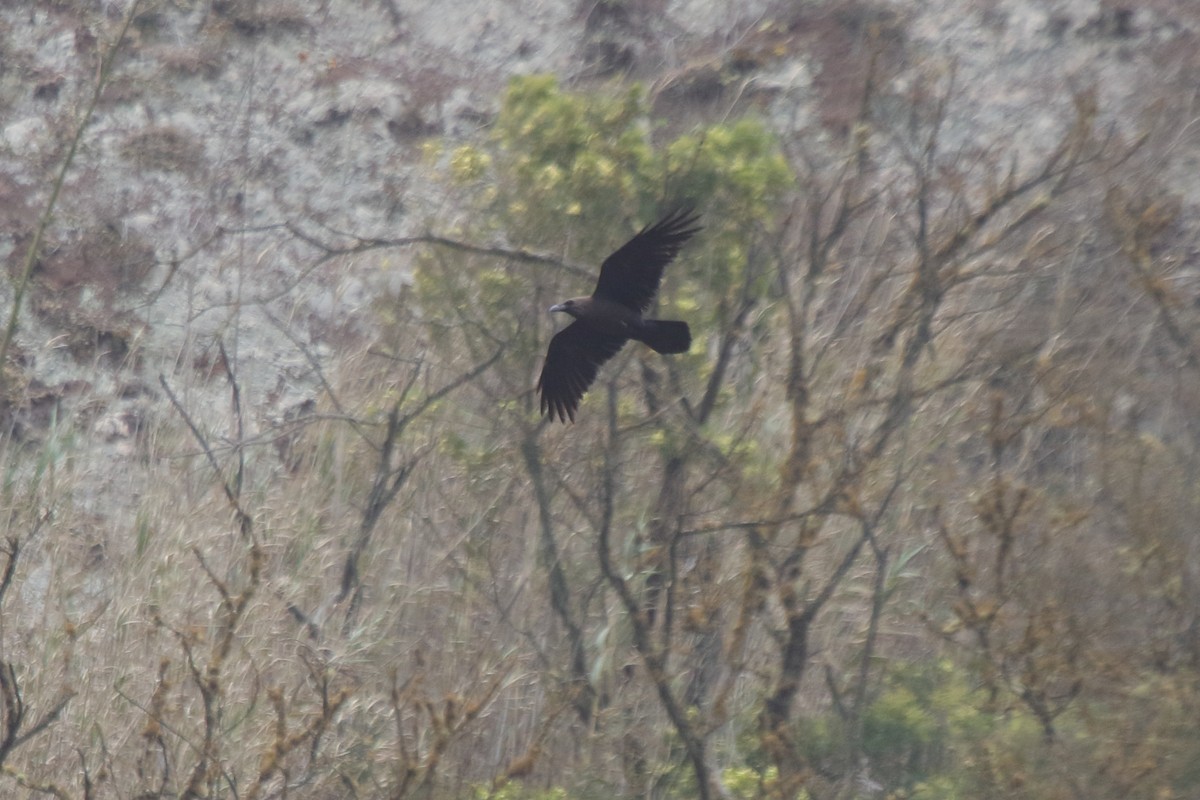 Brown-necked Raven - ML638248107