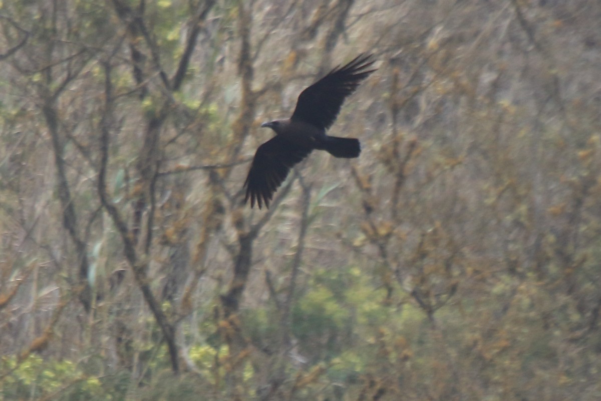 Brown-necked Raven - ML638248112