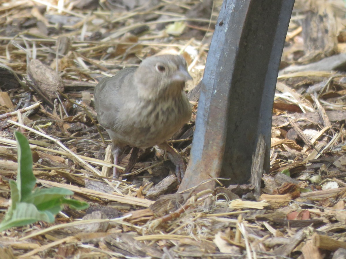 Canyon Towhee - ML638248125