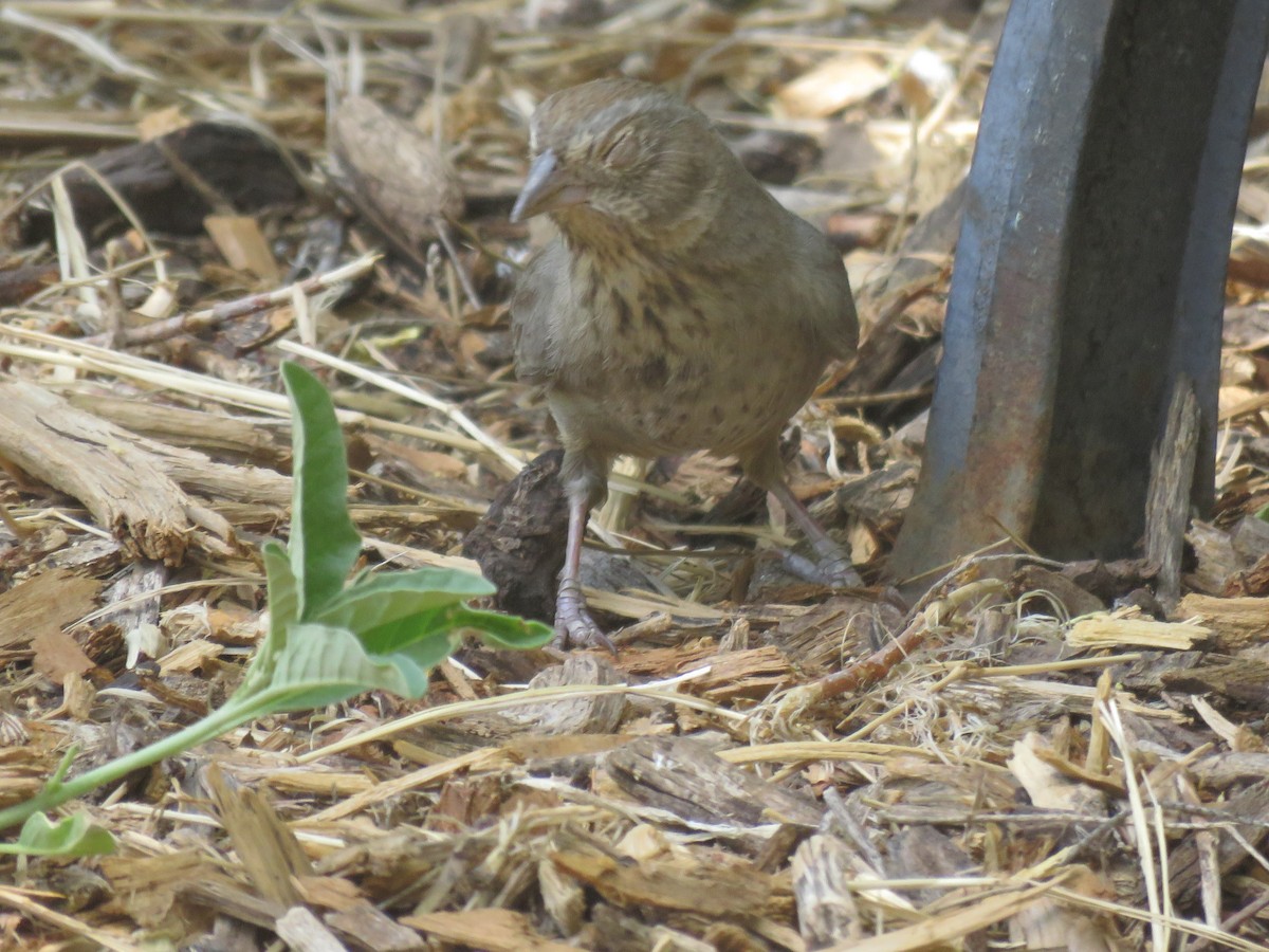 Canyon Towhee - ML638248126