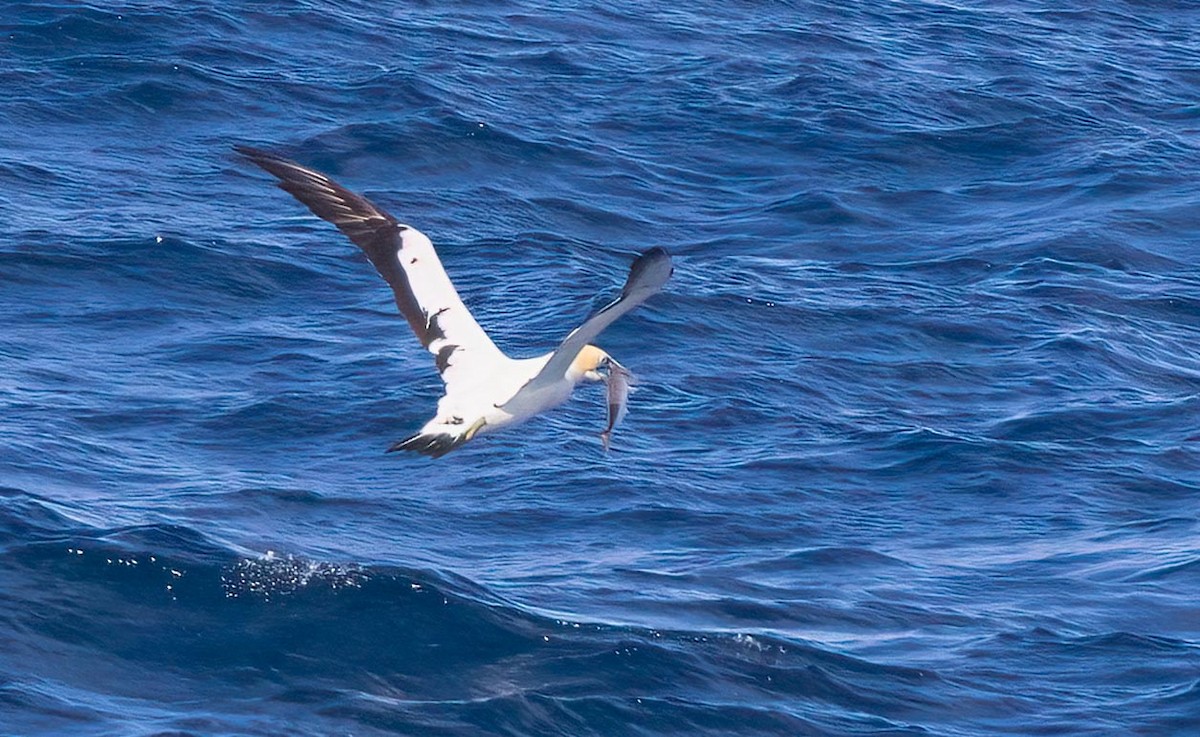 Australasian Gannet - ML638248151