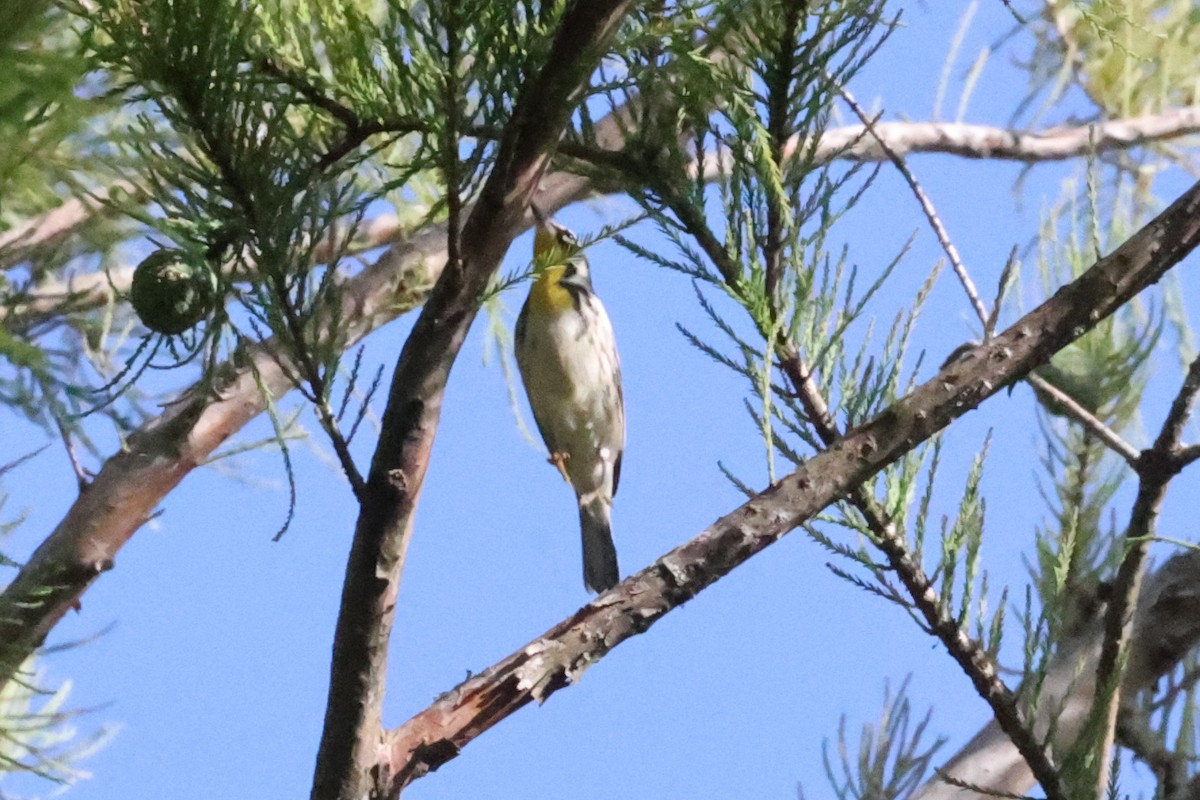 Yellow-throated Warbler - ML638248153