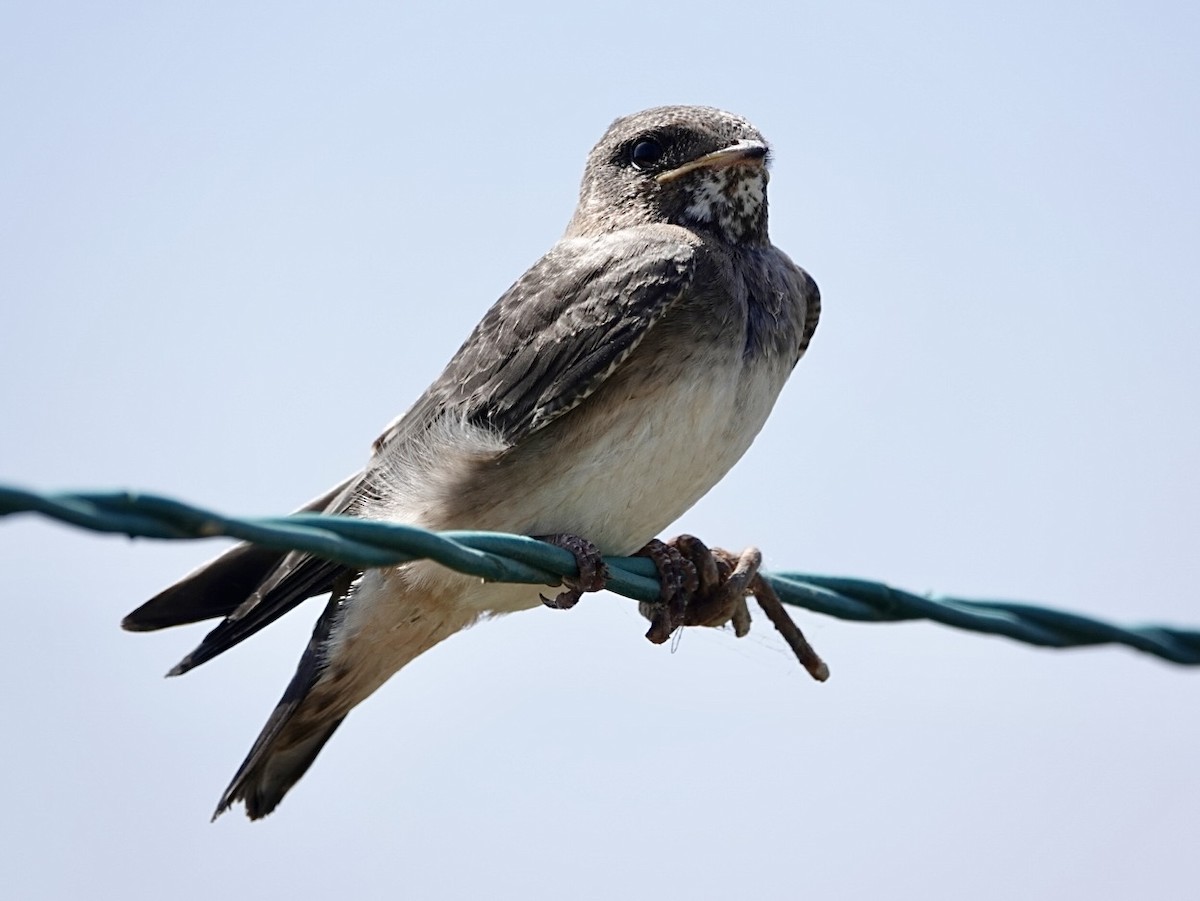 Cliff Swallow - ML638248158