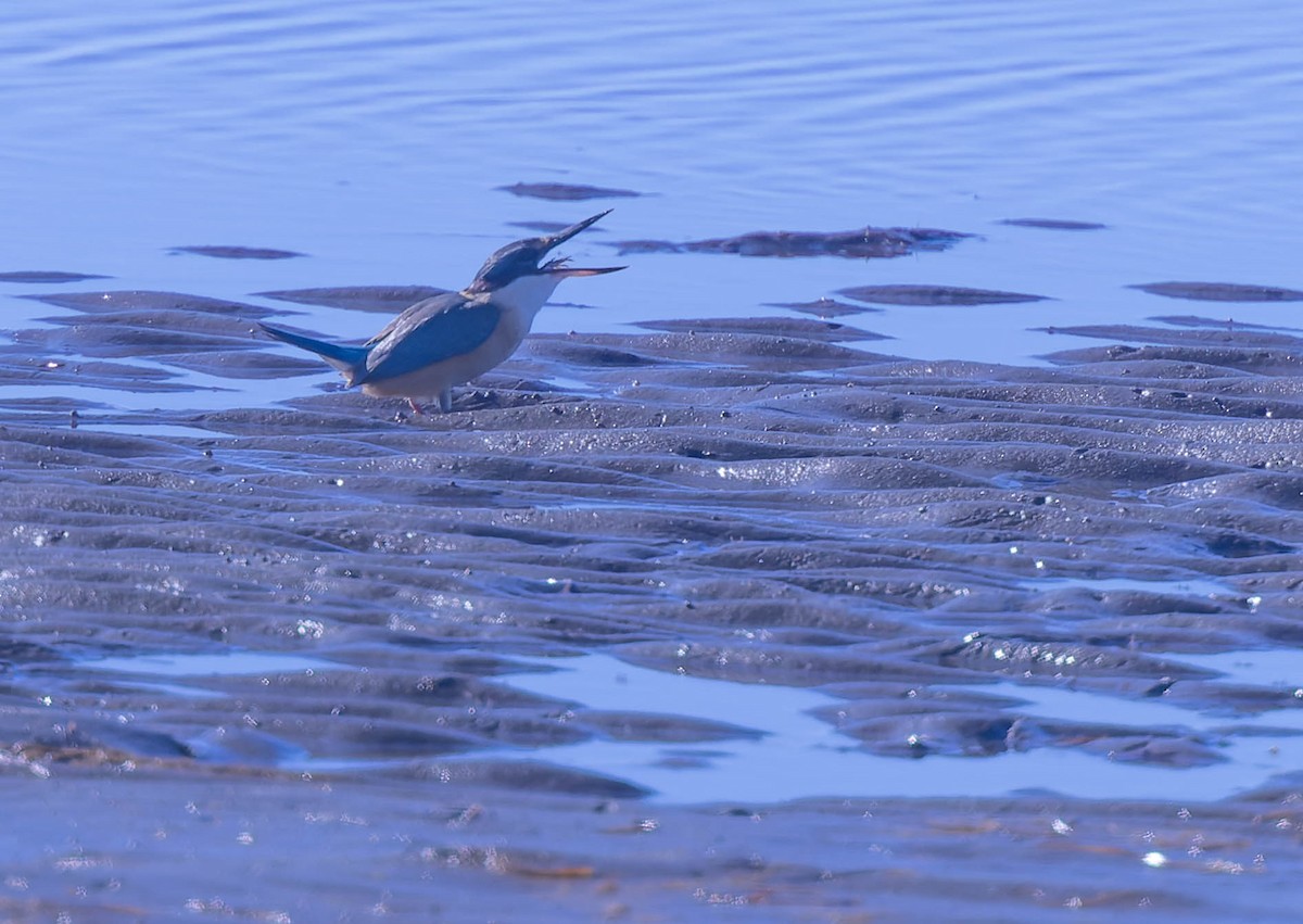 Sacred Kingfisher - ML638248163