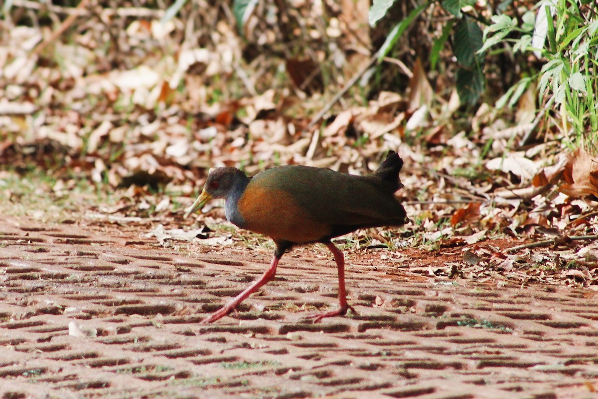 Gray-cowled Wood-Rail - ML638248200