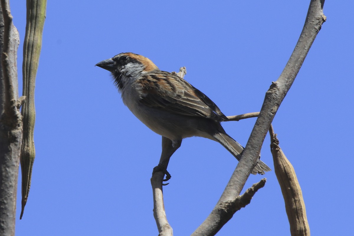 דרור כף ורדה - ML638248204
